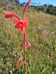 Watsonia tabularis