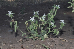 Leucas glabrata