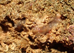 Acotylea