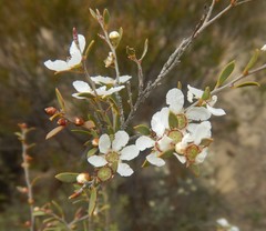 Leptospermum coriaceum