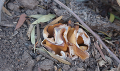 Peziza domiciliana
