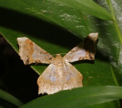 Krananda oliveomarginata