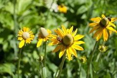 Rudbeckia californica