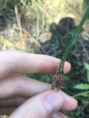 Chorizandra cymbaria