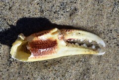 Cyclograpsus punctatus