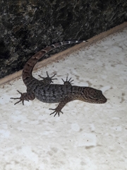 Gymnodactylus darwinii