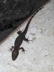 Gymnodactylus darwinii
