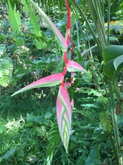 Heliconia chartacea