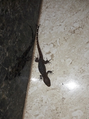 Gymnodactylus darwinii