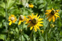 Rudbeckia californica