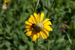 Rudbeckia californica