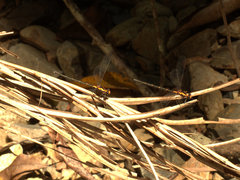 Austroargiolestes amabilis