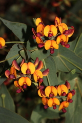 Daviesia cordata
