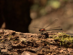 Austroargiolestes amabilis