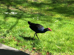 Porphyrio melanotus melanotus