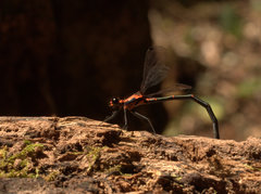 Austroargiolestes amabilis