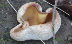 Peziza domiciliana