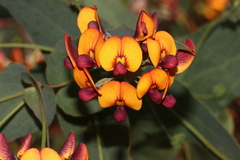 Daviesia cordata