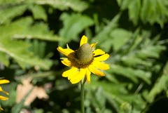 Rudbeckia californica