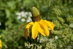 Rudbeckia californica