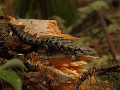 Abronia oaxacae