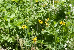 Rudbeckia californica