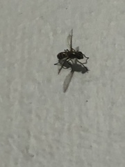 Diptera