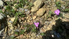 Callisia navicularis