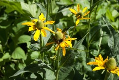 Rudbeckia californica
