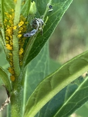 Aphis (Aphis) image