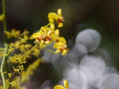Oncidium adelaidae