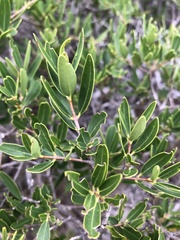 Phillyrea angustifolia