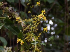 Oncidium adelaidae