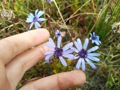 Felicia heterophylla