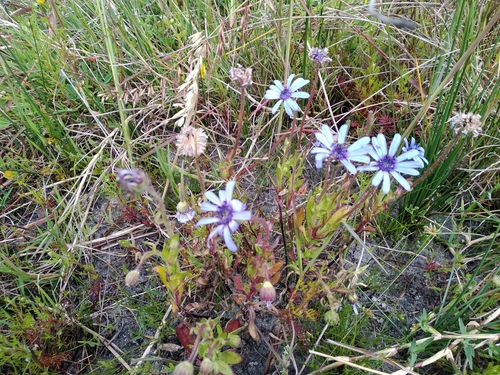 Image of Felicia heterophylla by (c) De Waal Hugo, some rights reserved (CC BY)