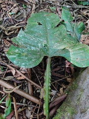 Philodendron ernestii