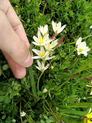 Image of Geissorhiza imbricata by (c) De Waal Hugo, some rights reserved (CC BY)