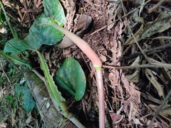 Philodendron ernestii