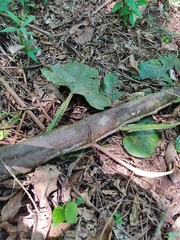 Philodendron ernestii