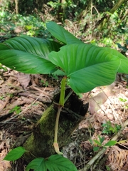 Philodendron ernestii