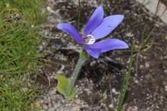 Cyanicula gemmata