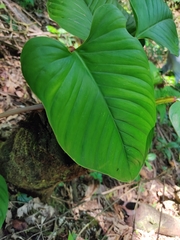 Philodendron ernestii