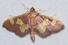 Colomychus talis