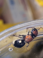Ronisia brutia