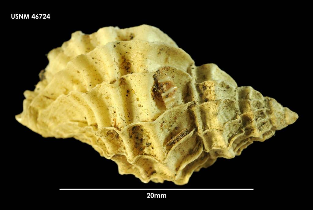 Ocenebrinae