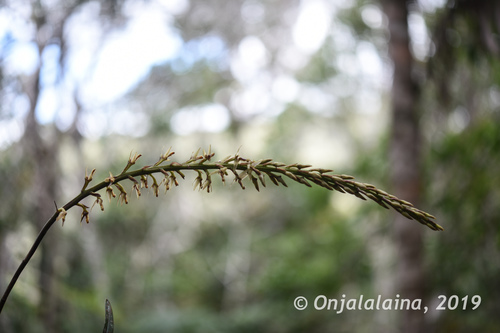 Bulbophyllum anjozorobeense