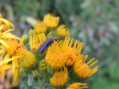 Cantharis flavilabris