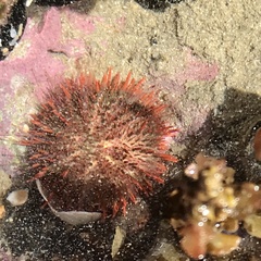 Echinozoa