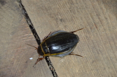 Dytiscus latissimus