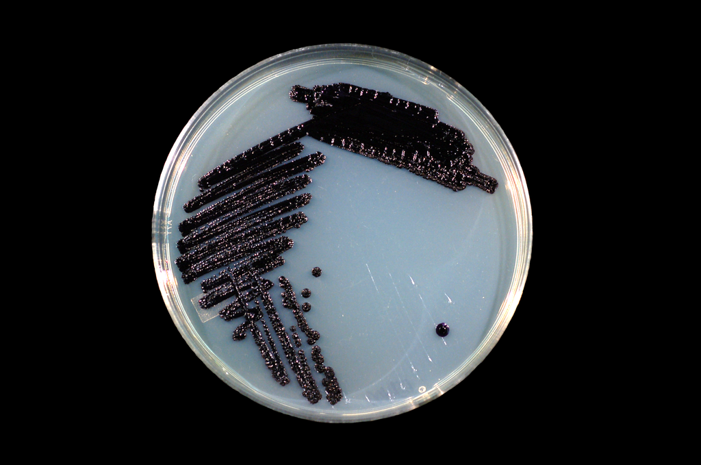 Janthinobacterium